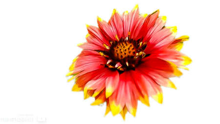 A picture of flowerの写真素材