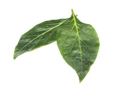 A picture of leafs