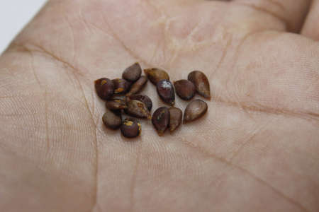 A picture of apple seeds