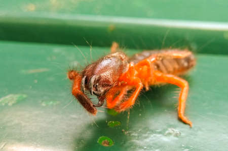 A picture of black ant