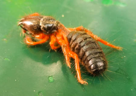 A picture of black ant