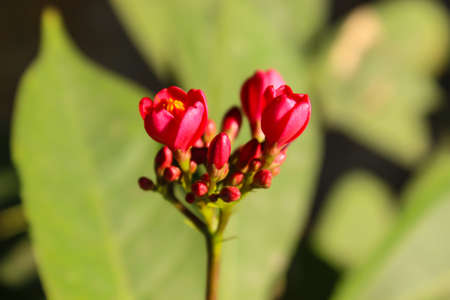 A picture of flower with blur background
