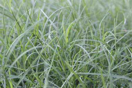 A picture of green grass with selective focusの写真素材