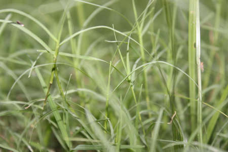 A picture of green grass with selective focus