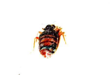 Bedbug on white background with selective focus