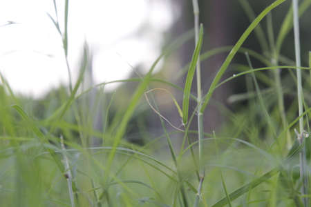 A picture of green grass with selective focus