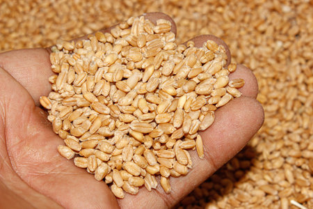 Wheat seeds image with selective focusの写真素材