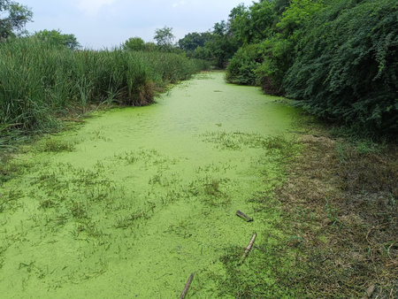 A picture of green elgee river water