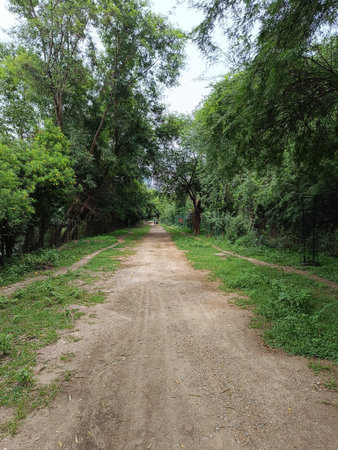 A picture of way in forest