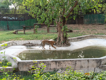 Picture of tiger with selective focus