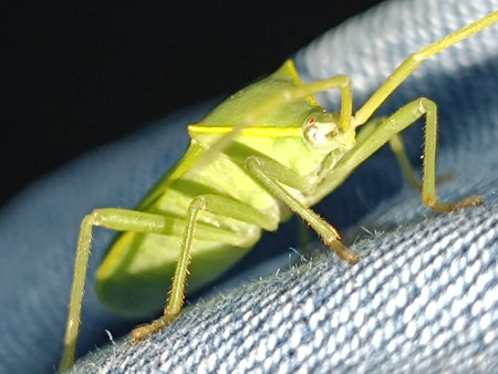 Grasshopper insect with selective focus