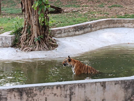 Picture of tiger with selective focus