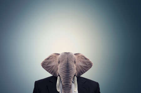 Elephant dressed in a businees suitの写真素材