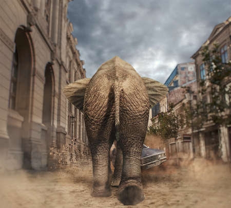 Elephant walking to a car in the city. Car avoids the elephant.の写真素材