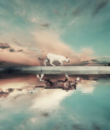 Cat walking and the water reflection shows a tiger.