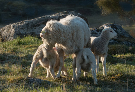 Sheep and lambのeditorial素材