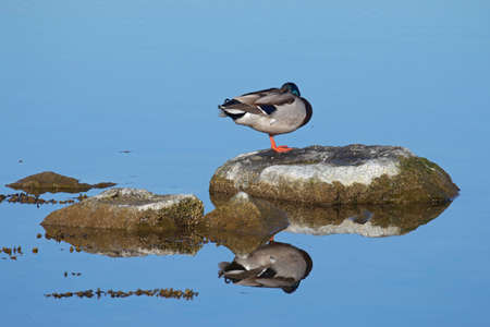 Resting Mallard on a rock in the waterの写真素材