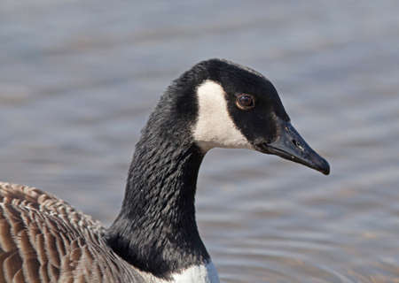 Branta canadensis