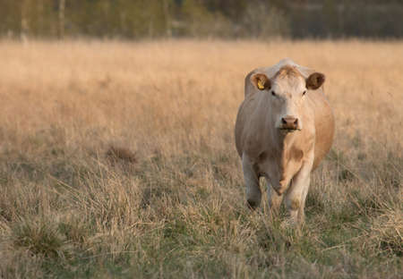 Cow out to pasture