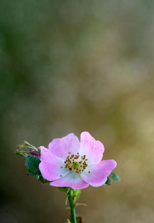 wild roseの写真素材