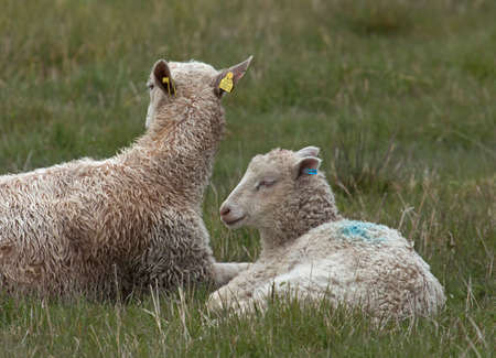 Resting sheep and lambsの写真素材