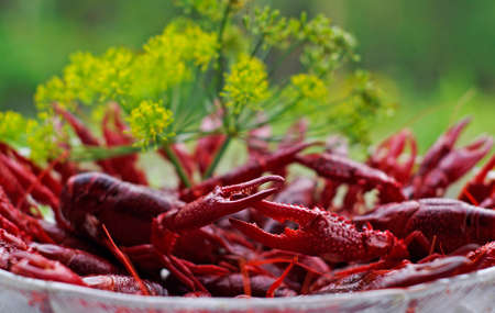 Crayfish in August is a typical Swedish traditionの写真素材
