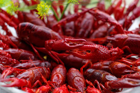 Crayfish in August is a typical Swedish traditionの写真素材