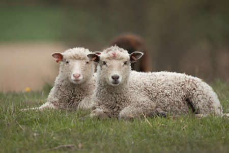 Lamb lying in the grassの写真素材