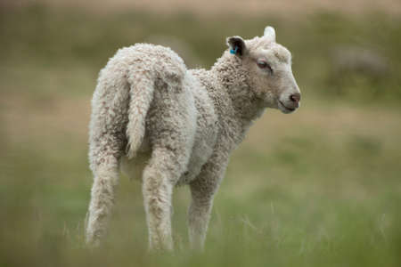 Standing lamb in green grassの写真素材