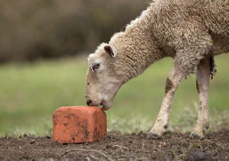 Sheep