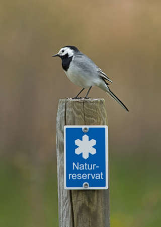 Wagtail on a poleの写真素材