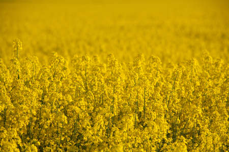 rapeseed fieldの写真素材