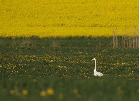 Whooper swan Located among dandelions in the grass, and with rape fields in the backgroundの写真素材