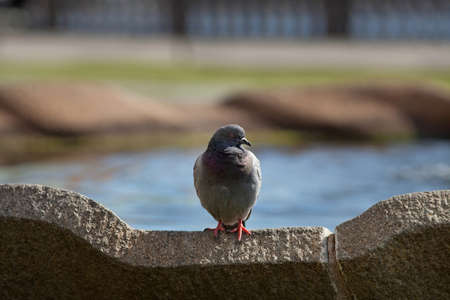 city pigeonの写真素材