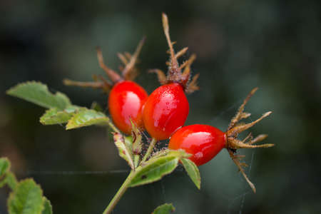 Wild rose hips bush