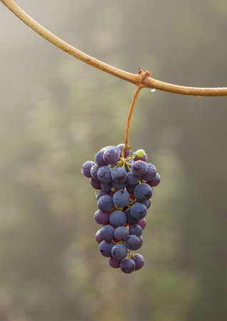 Bunch of grapesの写真素材