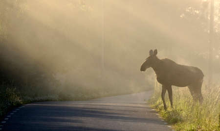 Moose on the way to cross the roadの写真素材