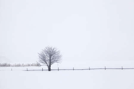 Trees in snowの写真素材