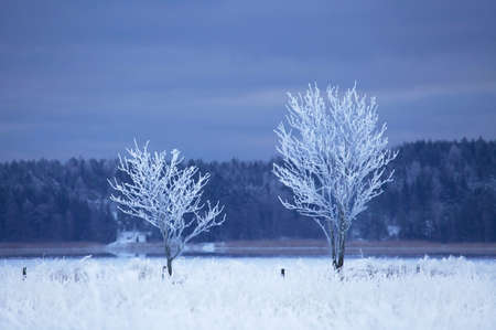 Winterの写真素材
