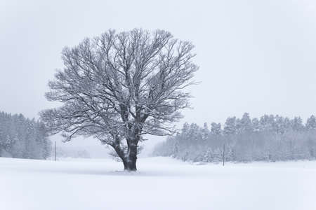 Oak in winter landscapeの写真素材