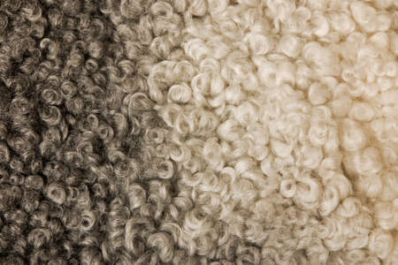 sheepskinの写真素材