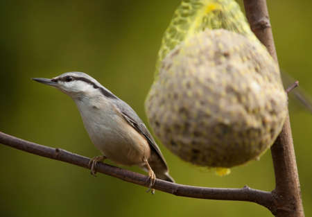 Eurasian nuthatchの写真素材