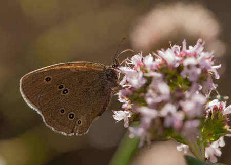 Aphantopus hyperantus, ringlet.の写真素材