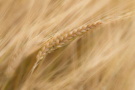 Agricultureの写真素材