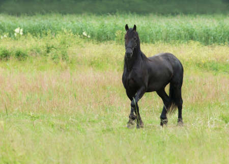 Friesian horse