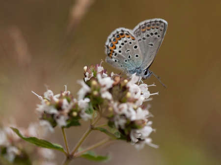 Silver-studded Blueの写真素材