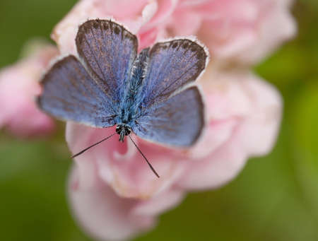 Silver-studded Blue