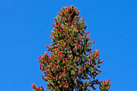 Spruce top with new conesの写真素材