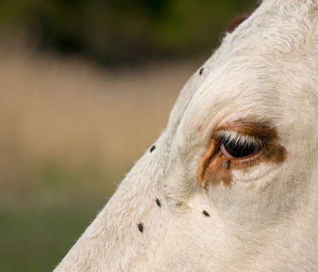 Troublesome flies in the cow's eyeの写真素材
