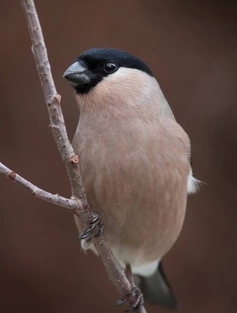 bullfinch, common bullfinch or Eurasian bullfinch, Pyrrhula pyrrhula, female.の写真素材